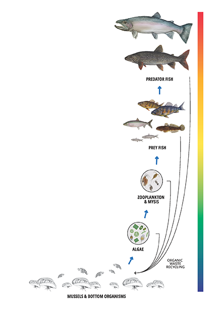 A simplified Great Lakes food web